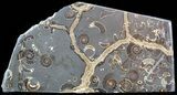 Polished Ammonite Fossil Slab - Marston Magna Marble #49595-1